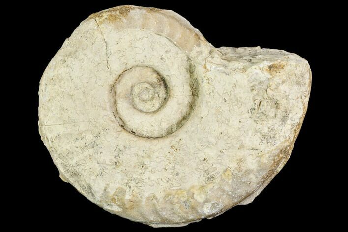 Fossil Ammonite (Hildoceras)- England #110806